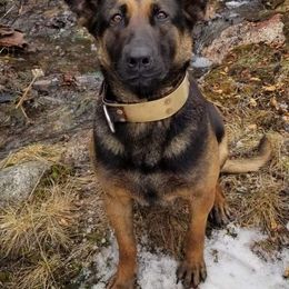 Dutch Shepherds from Ridgetop Ranch & Kennel