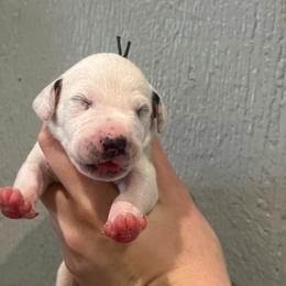 Butterfinger - White and black female Dalmatian puppy in Austin, Texas from Dazzling Dalz