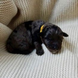 Georgia ( O'Keeffe ) - Blue merle female Aussiedoodle puppy in Davie, Florida from Miami Mini Doodles