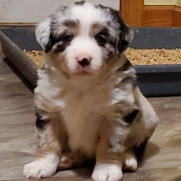 Aki - Blue merle female Miniature Australian Shepherd puppy in Findlay, Ohio from RStar Aussies
