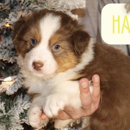 Happy - Red tri-color male Australian Shepherd puppy in Keytesville, Missouri from Dogwood Lane Canine