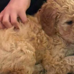 Goldendoodles from Tracy Robertson
