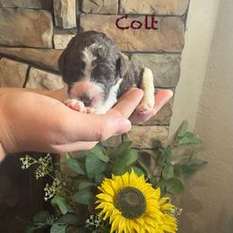 Colt - Chocolate male Goldendoodle puppy in Sanderson, Florida from Serenity Goldendoodles