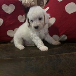 Blue Collar Boy - Cream male Goldendoodle puppy in Bristol, Tennessee from 4goldendoodles