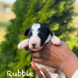 Rubble - Parti male Poodle puppy in Dover, Delaware from Dogtastic Poodles