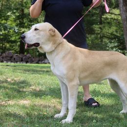 XONDA - Central Asian Shepherd Dog