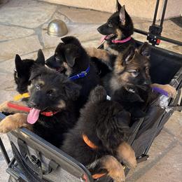 German Shepherd Puppies from Brooks High Quality Breeders