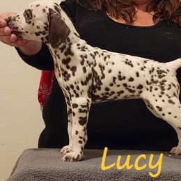 Girl 5 - White and liver brown Dalmatian puppy in Richmond, Virginia from Darrfield