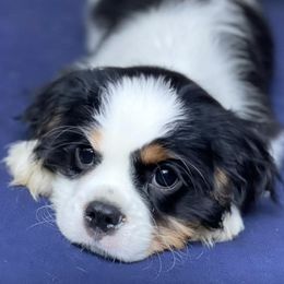 Cavalier King Charles Spaniels from Eagle Crest Cavaliers