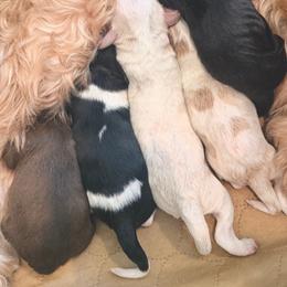 Buck - Caramel cream male Australian Labradoodle puppy in Millville, California from Hope Lane Kennels