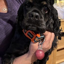 CC - Cocker Spaniel