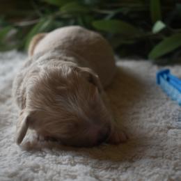 Aussiedoodle and Goldendoodle Puppies from Classic City Doodles