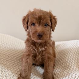 Male 2 - Red  male Goldendoodle puppy in Modesto, California from Central Valley Canine Companions