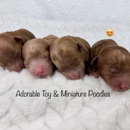 Summer - Red  female Poodle puppy in Florida from Adorable Toy-Miniature Poodles