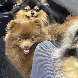 Pomeranians from Trammells Pomerianians