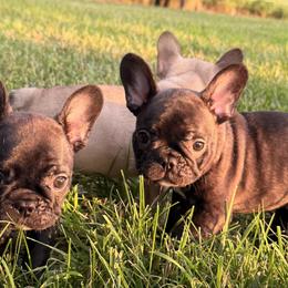 Bulldog and French Bulldog Puppies from Itsabulldogthing
