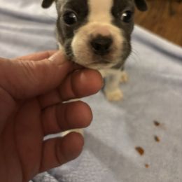 Girl 4 - Blue female Boston Terrier puppy in Howell, New Jersey from Bill's Boston Babies