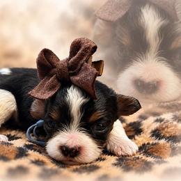 Sunshines Falling in Love Litter  ASPEN - Tri-color male Cavapoo puppy in Harrah, Oklahoma from Sunshines Pomeranians & Cavapoos