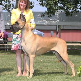 Great Danes from Rockingdane Great Danes