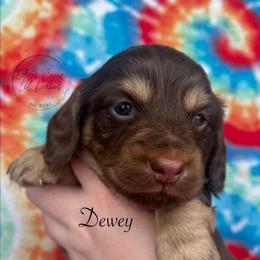 Dewey - Chocolate and cream male Dachshund puppy in Gray, Louisiana from EB's Cajun Lil' Doxies