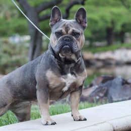 Sophie - French Bulldog