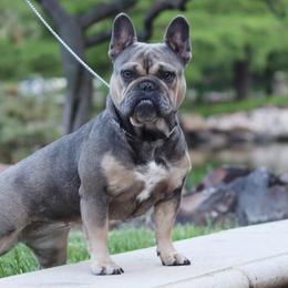 Sophie - French Bulldog