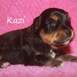Kazi - Black tri female Toy Australian Shepherd puppy in Godley, Texas from Flying H Toy and Mini Aussies