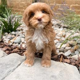 Solana - Caramel female Australian Labradoodle puppy in Nashville, Tennessee from SF Australian Labradoodles