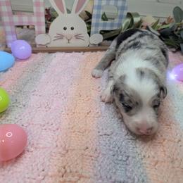 Cotton - Blue merle male Border Collie puppy in Fallon, Nevada from Royal R Ranch