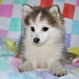 Drake - Silver and white male Pomsky puppy in Centerville, Iowa from LJ Kennels Pomskies, LLC