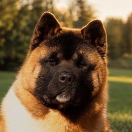 Toppy - Red female Akita puppy in Chillicothe, Missouri from TLC Akitas