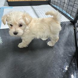 Thumper - White female Morkie puppy in Tucson, Arizona from Sun-Kissed Morkies
