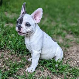 French Bulldog Puppies from G & K Frenchies LLC