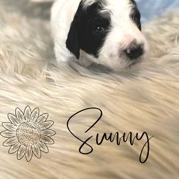 Bernedoodle and Poodle Puppies from Salty Standards