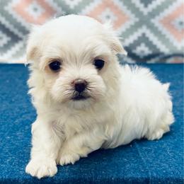Duey - White male Maltese puppy in Monticello, Iowa from Ashley’s Puppies