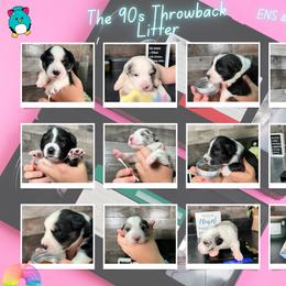 Border Collie and Maremma Sheepdog Puppies from 2J 2K Border Collies & Maremma Sheepdogs