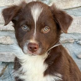 Carl Dean - Red tri male Miniature Australian Shepherd puppy in Cunningham, Tennessee from Copper Creek Aussies