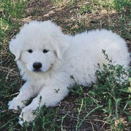 HICCUP - White male Great Pyrenees puppy in Trinidad, Colorado from Prospect Pyrenees