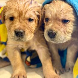 Boy 1 - Yellow male Labrador Retriever puppy in Cutler, Indiana from Woodstock Retrievers
