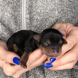 Chip - Black and tan male Yorkshire Terrier puppy in West Fargo, North Dakota from A Yorkie Tale