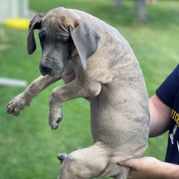 Pink Collar - Blue brindle female Great Dane puppy in Kimball, Michigan from Starlight Danes