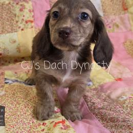 Mandy 2800 - Brindle female Dachshund puppy in Gatesville, Texas from CJ's Dach Dynasty