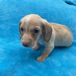 Joe - Cream male Dachshund puppy in Sarah, Mississippi from White's Mississippi Doxies