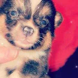 American Corgi Puppies from Highland corgis