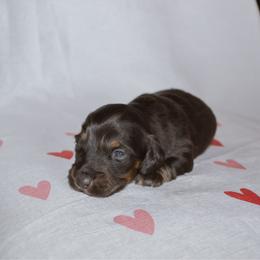 Scooby - Black and tan male Dachshund puppy in Eufaula, Alabama from B’s Dachshunds