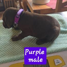 Purple boy - Liver male German Shorthaired Pointer puppy in Dahlonega, Georgia from Pointer Mountain Bird Dogs