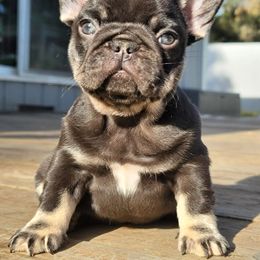 French Bulldog Puppies from Emeraldfrenchies