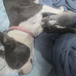 Boston Terrier Puppies from Aronow pups