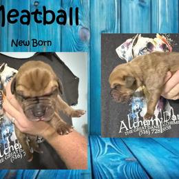 Meatball - Merle male Great Dane puppy in Medford, New York from Alchemy Danes
