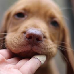 Buzz - Golden rust male Vizsla puppy in Bloomington, Indiana from Envizion